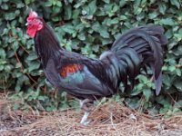 Yuba City - Rooster 2